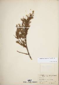 Cupressus arizonica image