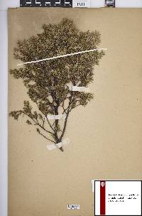 Juniperus communis var. depressa image