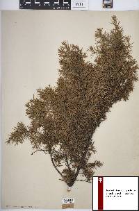 Juniperus communis var. depressa image