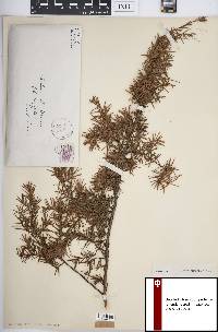 Juniperus communis var. depressa image