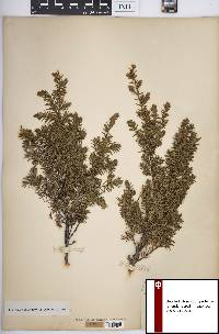 Juniperus communis var. depressa image