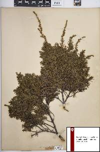 Juniperus communis var. depressa image