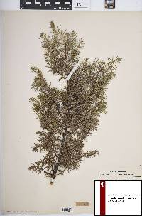 Juniperus communis var. depressa image