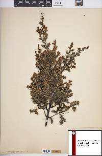 Juniperus communis var. depressa image