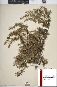 Juniperus communis var. depressa image