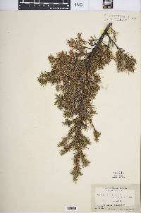 Juniperus communis var. depressa image