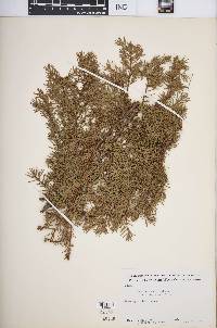 Juniperus communis var. depressa image