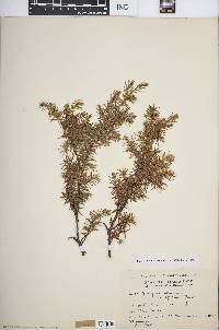 Juniperus communis var. depressa image