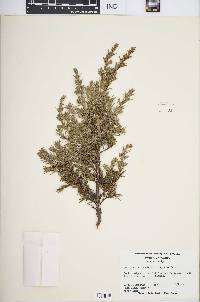 Juniperus communis var. depressa image