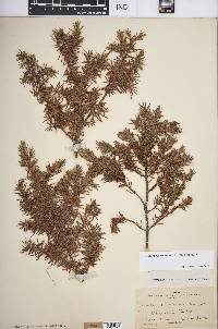 Juniperus communis var. depressa image