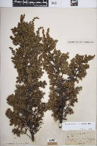 Juniperus communis var. depressa image