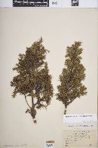 Juniperus communis var. depressa image