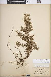 Juniperus communis var. depressa image