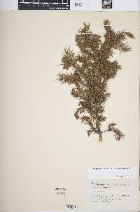 Juniperus communis var. depressa image