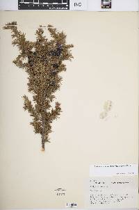 Juniperus communis var. depressa image