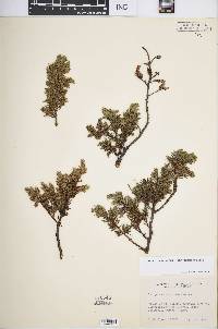 Juniperus communis var. depressa image