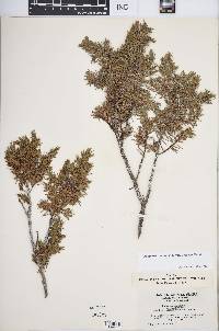 Juniperus communis var. depressa image