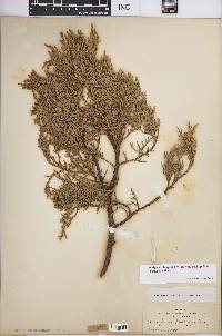 Juniperus deppeana image