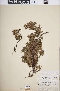 Juniperus horizontalis image