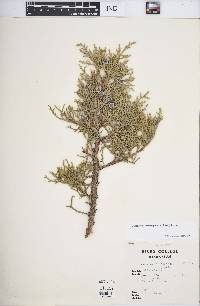 Juniperus osteosperma image