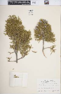 Juniperus osteosperma image