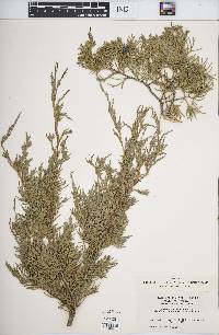 Juniperus scopulorum image
