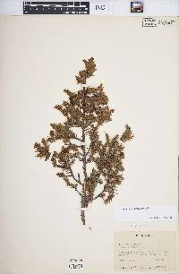 Juniperus communis var. saxatilis image