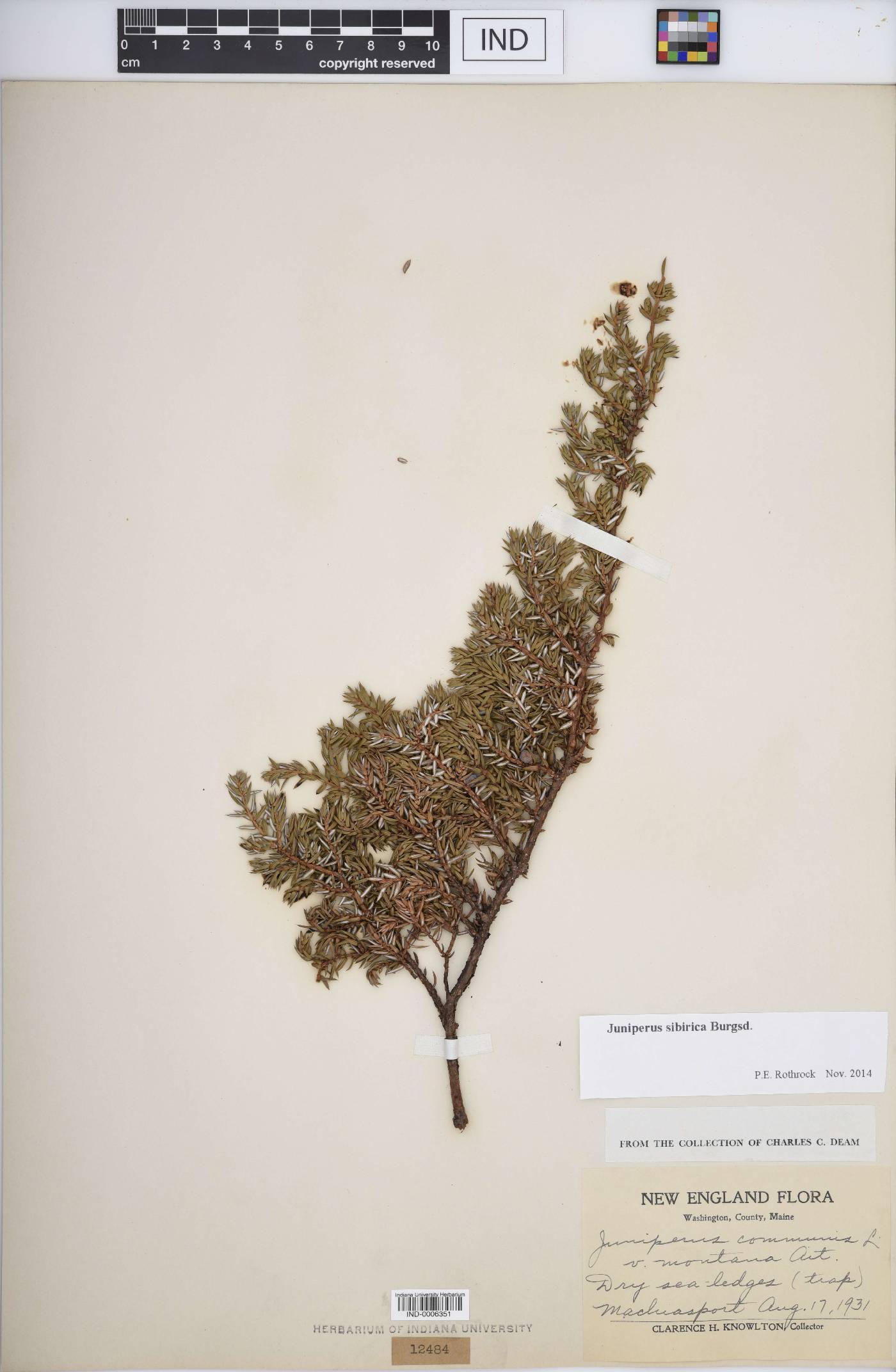 Juniperus communis var. saxatilis image