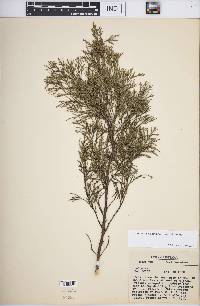 Juniperus virginiana var. virginiana image