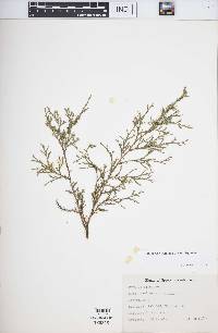 Juniperus virginiana var. virginiana image