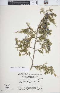 Juniperus virginiana var. virginiana image