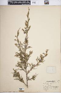 Juniperus virginiana var. virginiana image