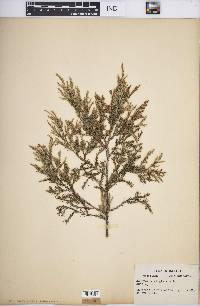 Juniperus virginiana var. virginiana image