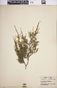 Juniperus virginiana var. virginiana image