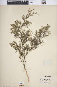 Juniperus virginiana var. virginiana image