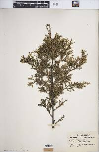 Juniperus virginiana var. virginiana image