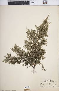 Juniperus virginiana var. virginiana image