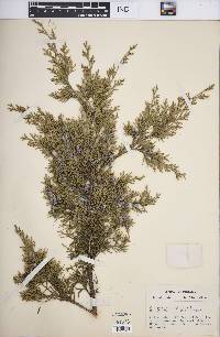 Juniperus virginiana var. virginiana image