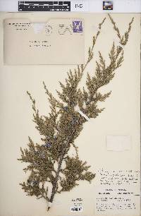 Juniperus virginiana var. virginiana image