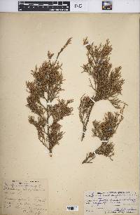 Juniperus virginiana var. virginiana image