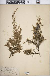 Juniperus virginiana var. virginiana image