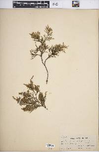 Juniperus virginiana var. virginiana image