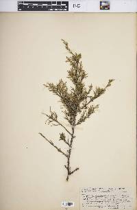 Juniperus virginiana var. virginiana image