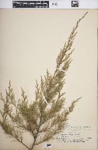 Juniperus virginiana var. virginiana image