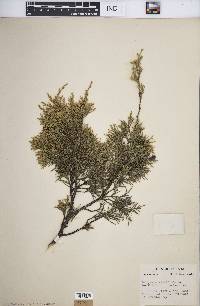 Juniperus virginiana var. virginiana image