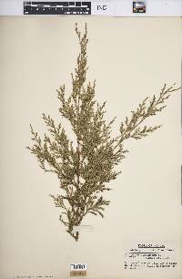 Juniperus virginiana var. virginiana image