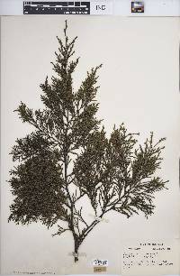 Juniperus virginiana var. virginiana image