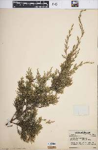 Juniperus virginiana var. virginiana image