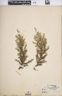 Juniperus virginiana var. virginiana image