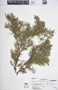 Juniperus virginiana var. virginiana image